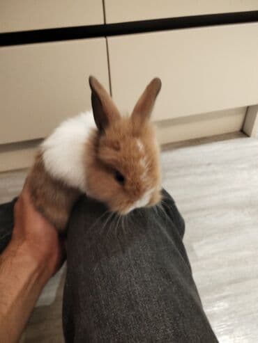 dovşan yuvasi: Salam karlık dovşan satılır böyuməyən erkəydi — 3