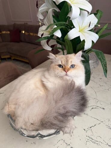 pişik balasi: Britan — 2