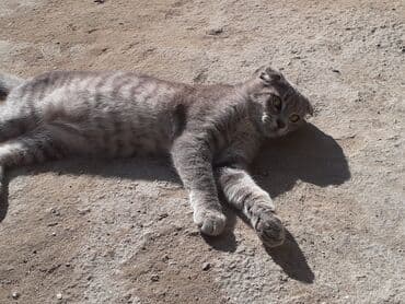 вислоухие коты серые: Шотладская вислоухая, Самка, В добрые руки — 1