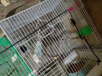 попугай ара цена: Salam bala cavan qusdardi isimle əlaqeli yeni teze duzeldim baxan — 11