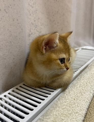 lelekli heyvanlar: Qızıl şinşilla, Dişi, Erkək, Yaxşı əllərə, Ödənişli çatdırılma, Ünvandan götürmə — 4