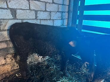 sud veren keci: Dişi, il: 2, Südlük, Ünvandan götürmə — 10