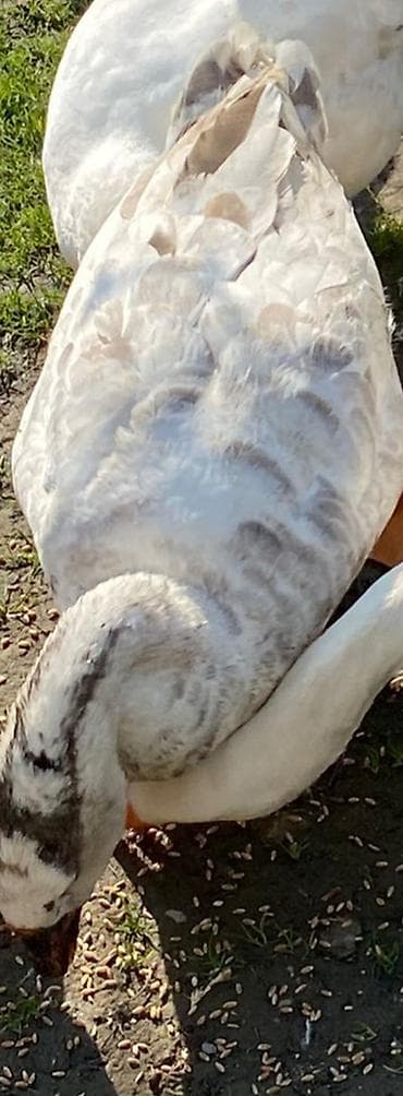 Məhsul: Qaz (ağ və ləkəli rəng qazdi 1dene qalib tekdi die satdam