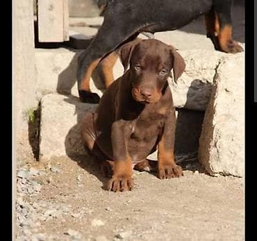 Doberman lalafo.az -da Doberman