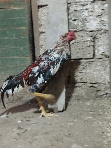 Chevrolet: Петух, Heyrati, лет: 1, Самовывоз — 4