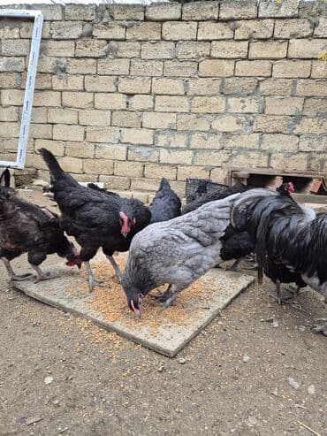 pulsuz pişik balaları: Xoruz, il: 1 — 3