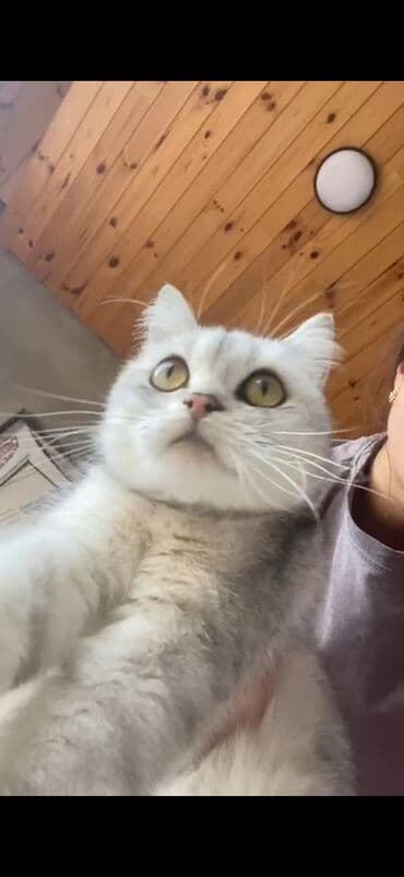 pişiy: Silver şınşıla dişi 1defe balalayıb 5bala verib — 1