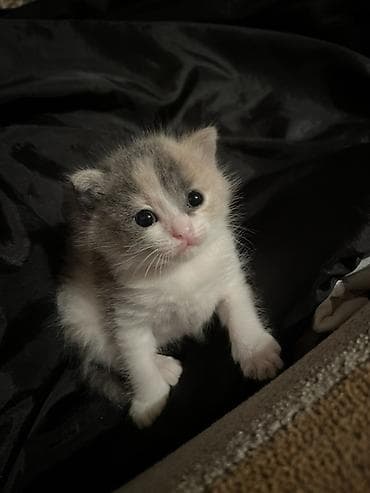 van pişik: Yaxşı əllərə — 3