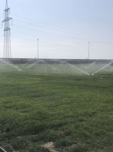 suni qazon qiyməti: Rulonilyan (çəmən örtüyü) – intensiv suvarma sistemi ilə becərilmiş — 3