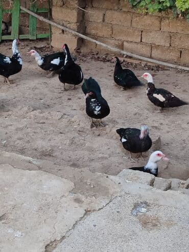 geref quşu: Muscovy ördəkləri (indi yetişdirilən sürü) - Rənglər: qara, ağ ləkəli — 3