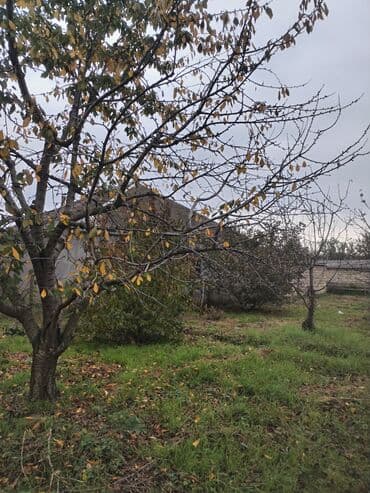 gunes enerjisi panel: 24 Sot plan satılır gilas və sair ağaclardan ibarətdir. Cavan bagdi — 5