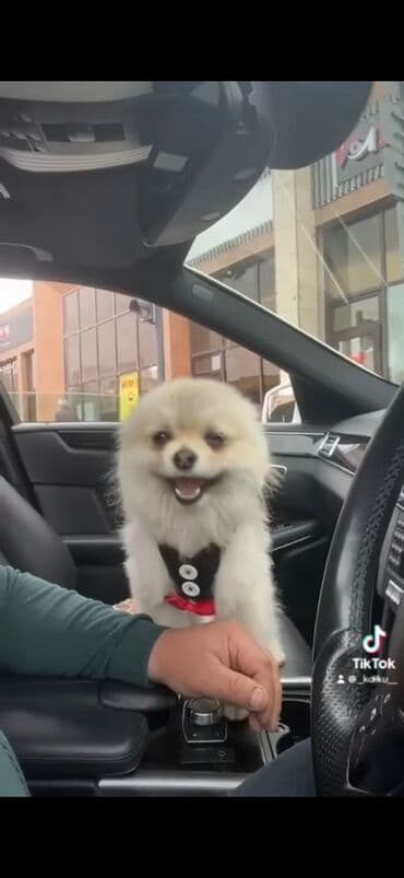 itle: Şpitz, 1 il, Erkek — 2