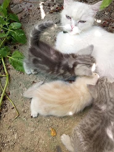 Erkək, Dişi, Yaxşı əllərə lalafo.az -da Erkək, Dişi, Yaxşı əllərə