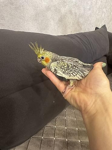 ev itlerinin satisi: Korella aılesı satılır.Ata ana 4 bala.Balalardan bırı — 2