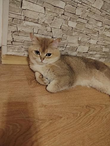 Qızıl şinşilla, Erkək, Cütləşmə üçün lalafo.az -da Qızıl şinşilla, Erkək, Cütləşmə üçün