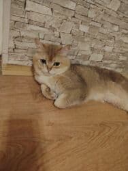 Qızıl şinşilla, Erkək