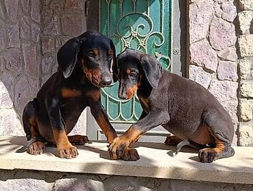 Doberman, Peyvəndli — 7