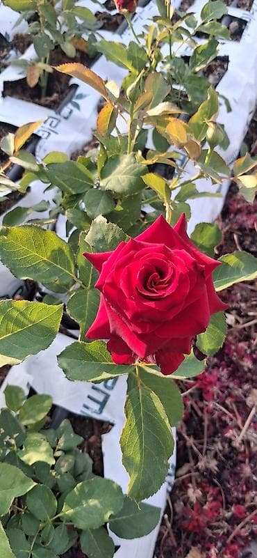 lan: Məhsul: Qırmızı qızılgül kolu (tez-tez və bol çiçək açan hibrid çay — 1