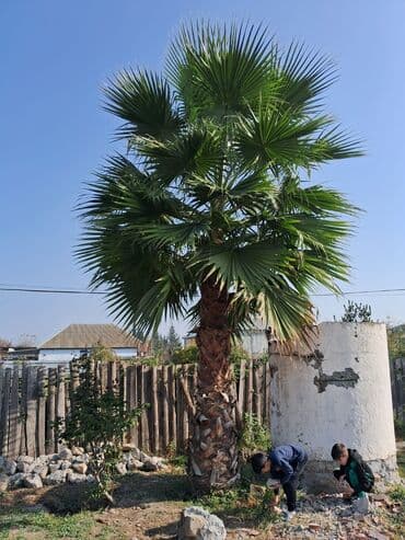 cekas palma: Məhsul: Dekorativ palma ağacı (fan-palması, Washingtonia tipli) — 1