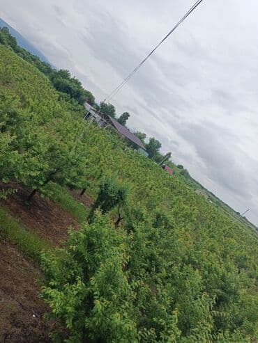 isti ağlay: Qoz chandler- 8 ha 7 illik, 4 ha 2 illik alma qızılehmed- 1 ha 4 — 5