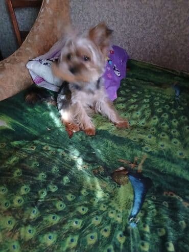 itlər ucuz: Yorkşir teryer, 1 il, Erkek, Cütləşmə üçün — 2