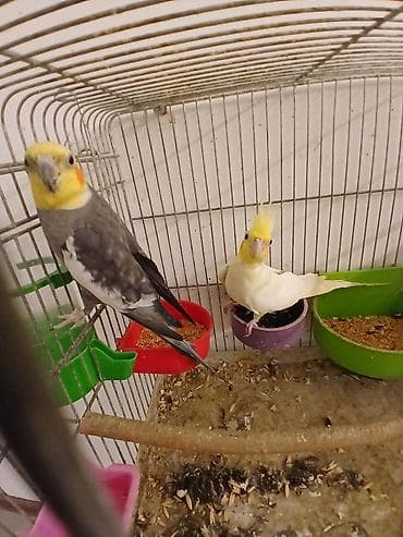 Məhsul: Nimfa (Cockatiel) cütlükləri və yuvalama dəsti Korella — 1