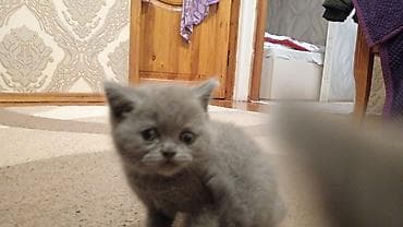 boz pişik adları: Yaxşı əllərə — 3