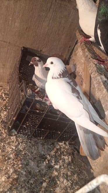 arpanın qiyməti: 4ədəd quşdu içində 1 ədəd türk göyərçini var onun tək qiyməti 30 — 5