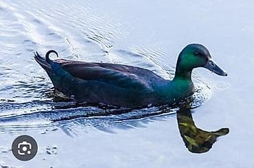 Atlar: Dişi, | Lal ördək, Damazlıq, Ödənişli çatdırılma, Rayonlara çatdırılma — 4