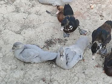 Salam az sayda qalib krasnadar zumrud ve Lavanda qiymetler boyuk ve lalafo.az -da Salam az sayda qalib krasnadar zumrud ve Lavanda qiymetler boyuk ve