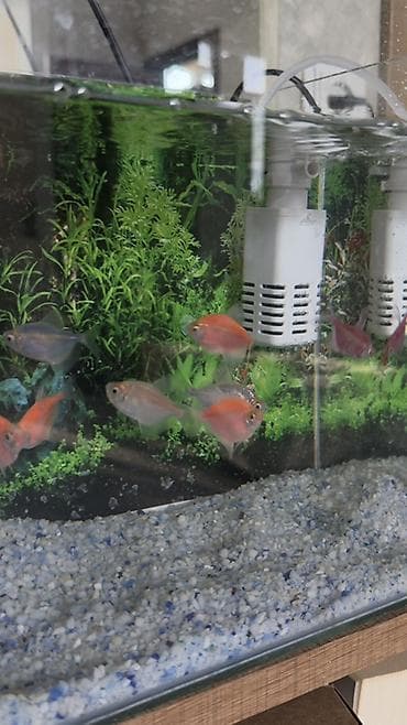 Salam! Sağlam və aktiv GloFish tetra balıqlarımı satıram. Rəngləri