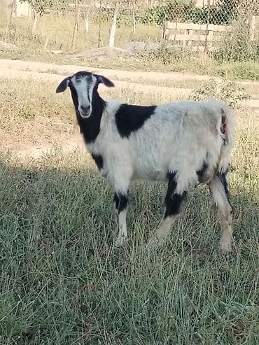 yerli keci: Bu Qiymətə keci yoxdur 1 ana 2 bala 500 manata ana 1 ci qarin dogub — 3