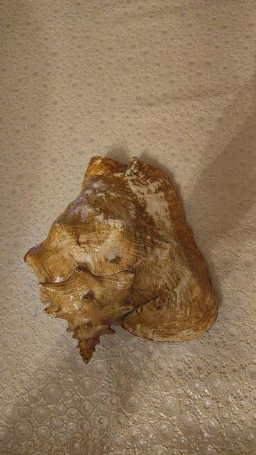 deniz ucun cetirler: Fiqur — 7