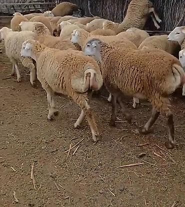 qoyun satşı: Dişi, il: 1, Damazlıq, Pulsuz çatdırılma — 10