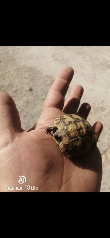 bugdanin qiymeti: Salam aleykum tısbağalar eldedir sağlamdır hər ölçüdə var qiymət və — 4