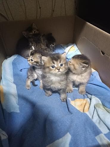 Digər heyvanlar: Erkək, Dişi, Yaxşı əllərə, Ünvandan götürmə, Pulsuz çatdırılma, Ödənişli çatdırılma — 2