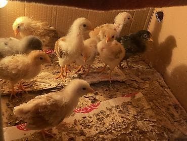 toyuq setkası: Toyuq, Australorp, Damazlıq, Ünvandan götürmə — 2