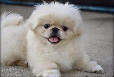 Pekines, 2 ay