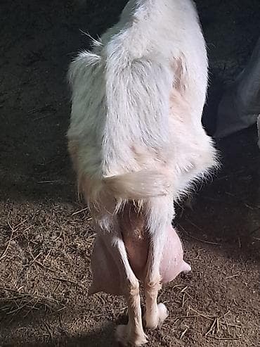 Mal-qara: Salam. 3 ayliq erkek Saanen rus keci balalari satilir. Saglam — 9