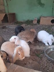 cins ineklerin satisi 2019: Mini Lop tipli qulaqları sallanan dekorativ dovşan balaları Böyukdulər — 3