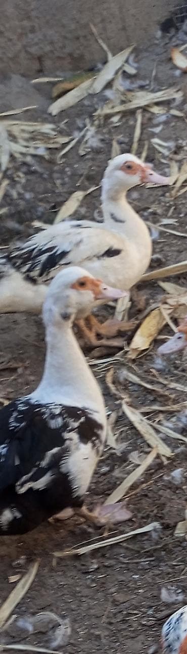cat: 2 dişi lal ördək biri qırt oturmaq isdyir 2 45 manat çadrlma var — 2