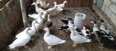 lal ördək balasi: Satılır kim istəsə zakaz edə bilər.Ünvan Biləsuvar — 14