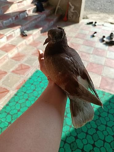 yemler: Qırmızı-qəhvəyi rəngdə ev göyərçini - Rəng: tünd qəhvəyi-qırmızı — 4