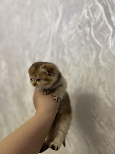 britan pişik: Britan — 3