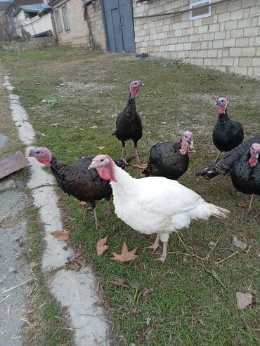 pekines satışı: Məhsul: Hinduşka sürüsü Təsvir: - Şəkillərdə olan sağlam, iriqaşlı — 2