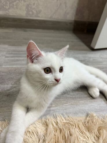 ağ pişik cinsləri: Tam ağ rəngli, qısa tüklü ev pişiyi. - Yumşaq, parlaq tüklər — 1