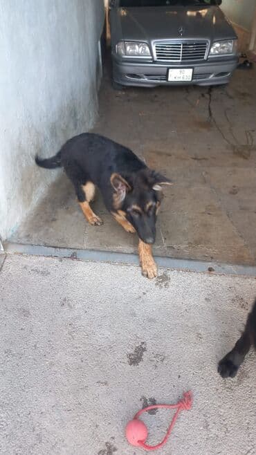 немецкая овчарка цена в баку: Немецкая овчарка, 6 месяцев, Самец, Самовывоз — 2