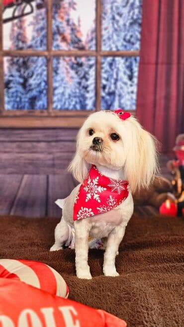 где можно купить собаку мальтипу: Pudel — 17