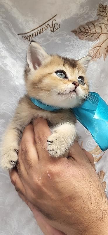 ucuz pişik: Şinşilla — 5