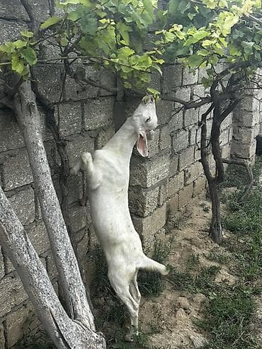 ev kirpisi: Məhsul: Ətli Südlü Keçilərin Qarışığı 6-7 Aylığ Əlaqə Nömrəsi +994 70 — 3